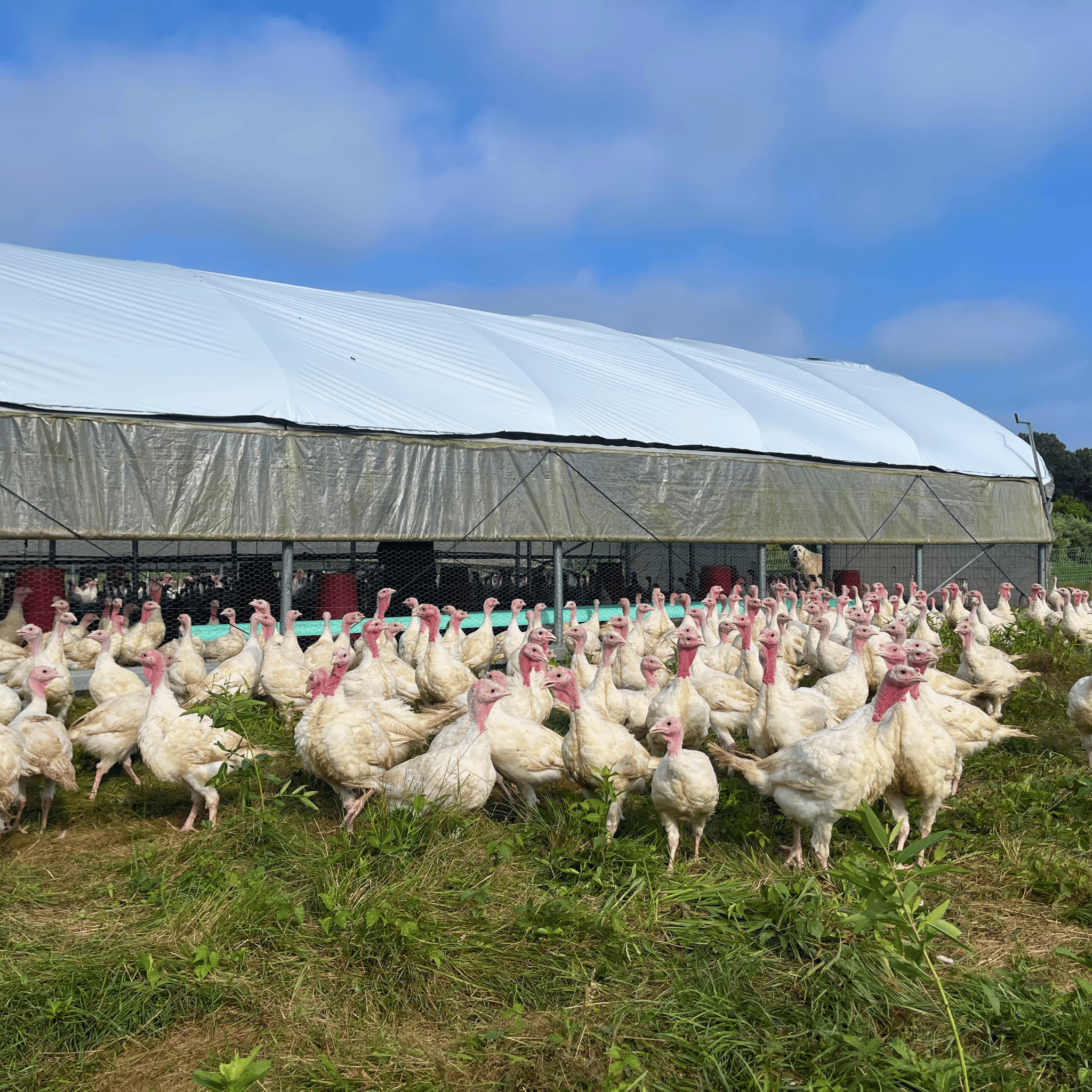 Your Thanksgiving Turkey, Raised on Pasture