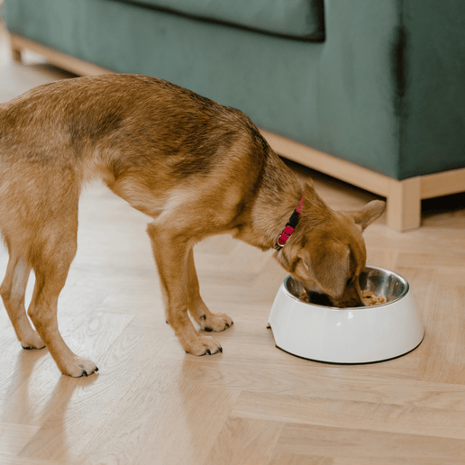 Bundle: Chicken Pet Food, 50 lbs
