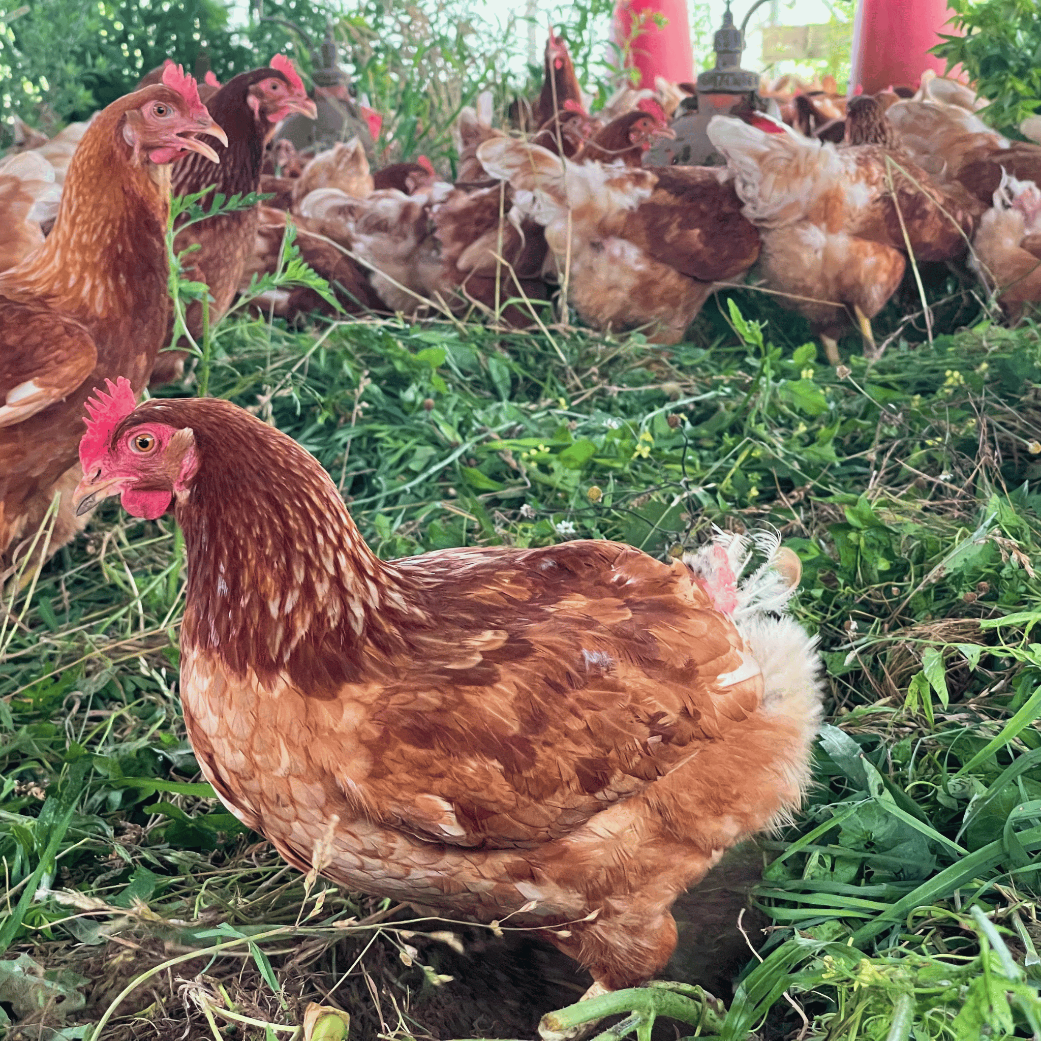 Are Your Chickens Corn and Soy Free? The Honest Answer from Our Farm