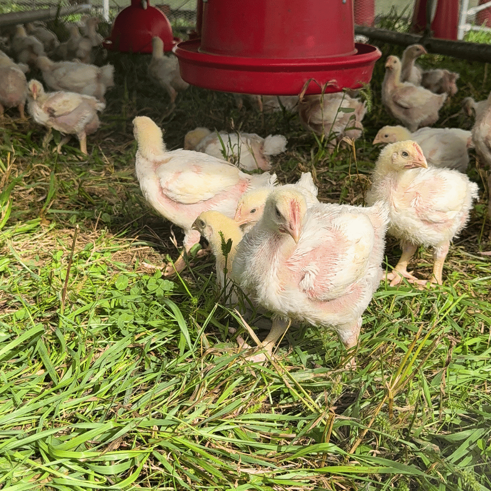 The Truth About Frozen Meat: Why Frozen Doesn’t Mean Lower Quality