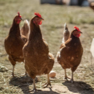  Chickens standing near a chicken coop with a blurred background.