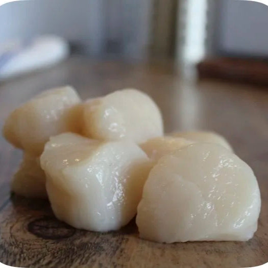 Scallops