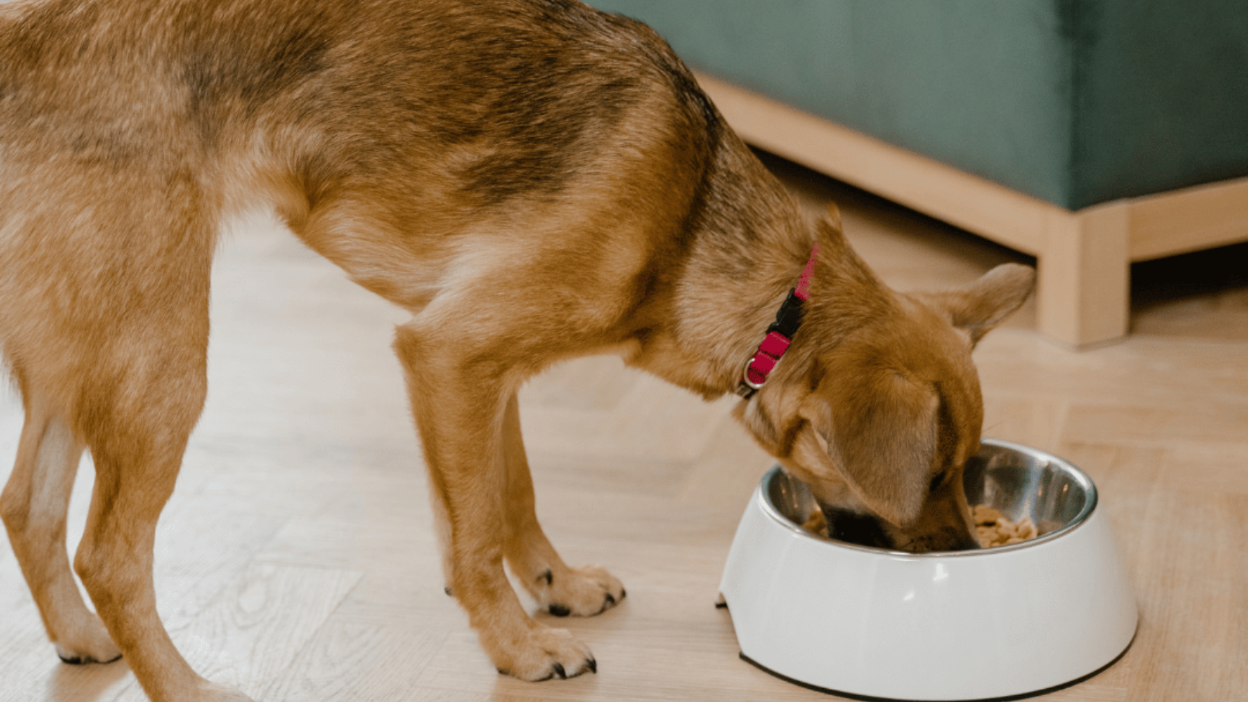 Dog drinking from a white bowl on a wooden floor.